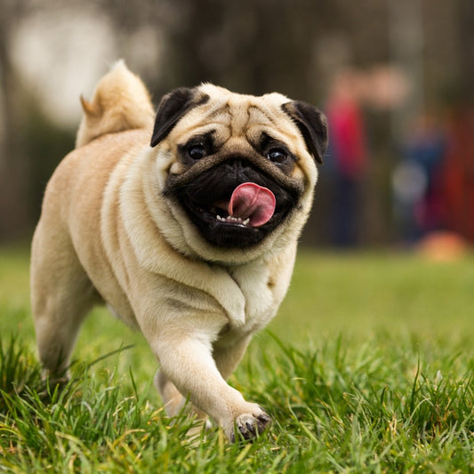 Pet